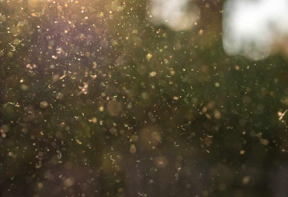 Fighting Allergies with Bee Pollen