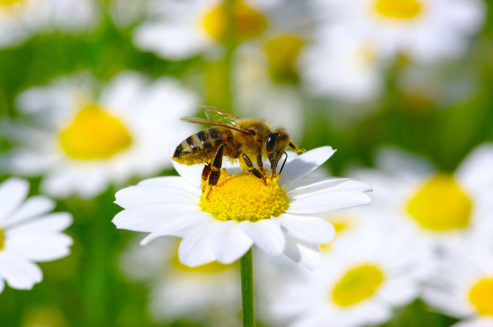 Fighting Allergies with Bee Pollen